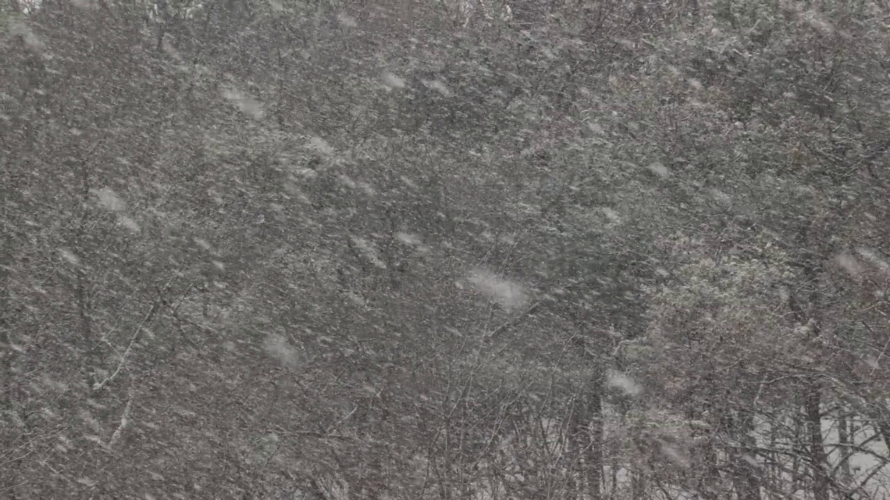 芦苇与暴风雪的田野/檀园区，安山市，京畿道，韩国视频素材