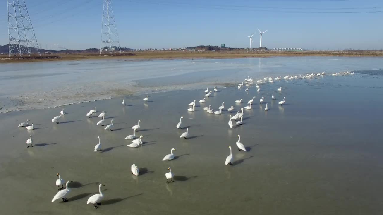 韩国京畿道安山市檀园区大松湖上的大天鹅(Cygnus Cygnus视频素材