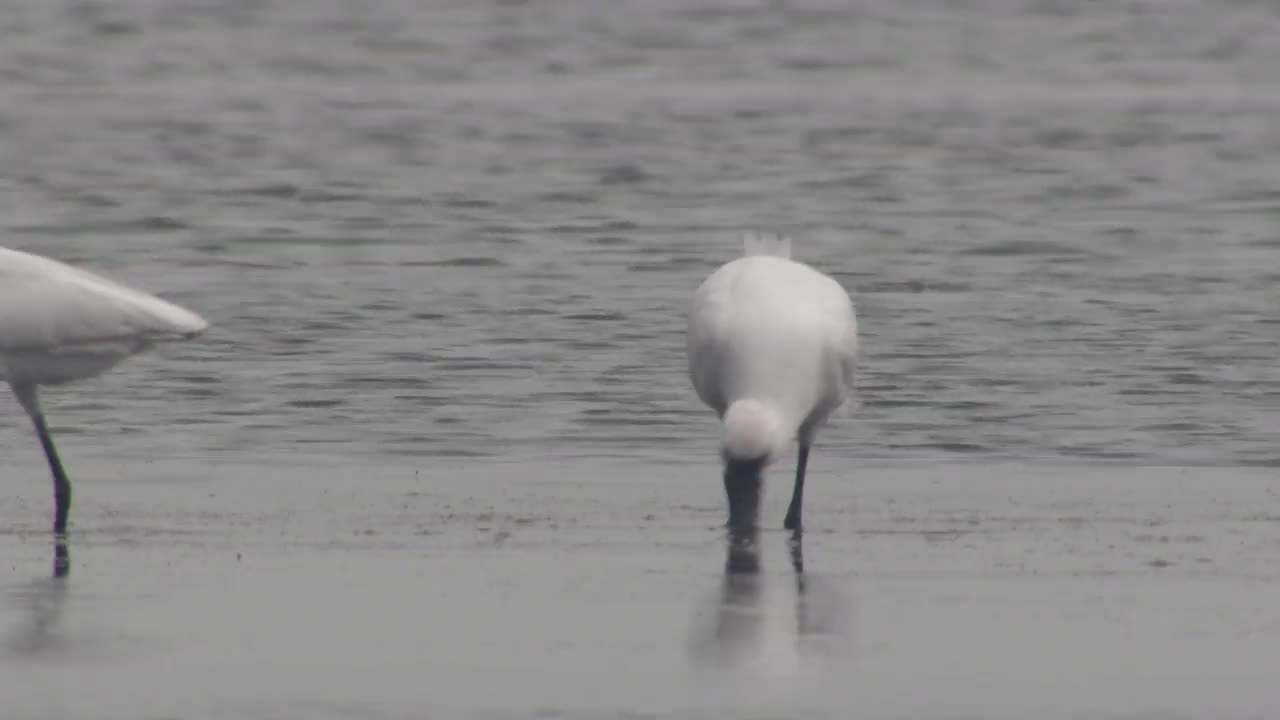 寻找饲料的欧亚琵鹭(Platalea leucorodia) /韩国京畿道安山市檀园区视频素材