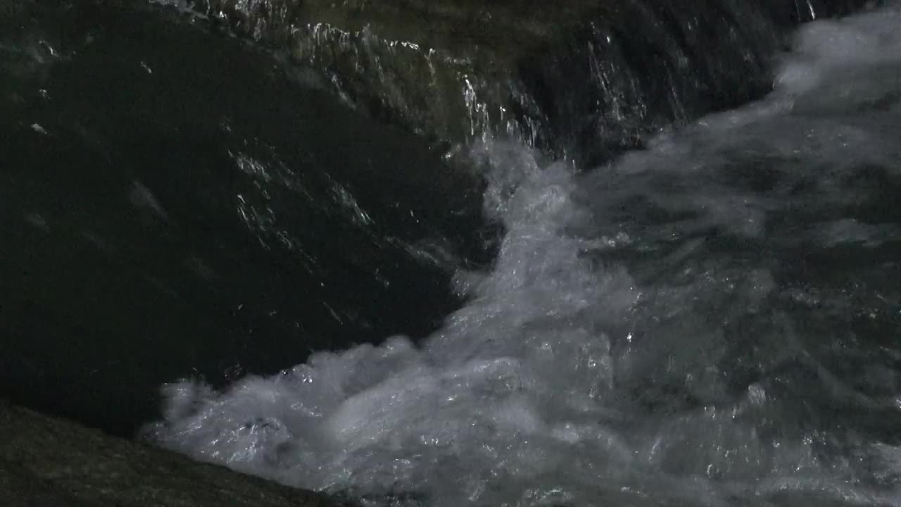 水獭捕食鲫鱼(Carassius auratus) /韩国京畿道安山市檀园区视频素材