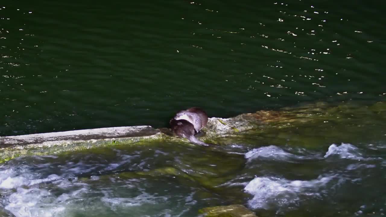 水獭(水獭科)正在喂妈妈的奶/韩国京畿道安山市檀园区视频素材