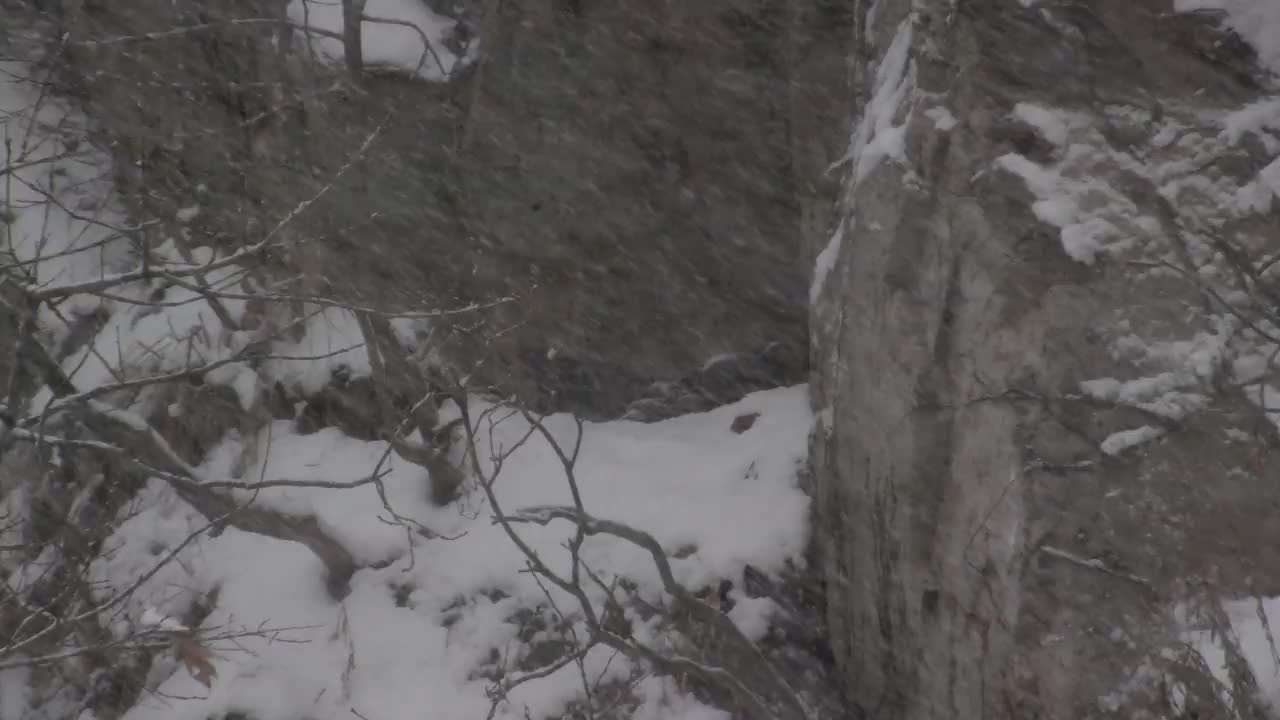 两只雄性欧亚鹰鸮(Bubo Bubo)在韩国京畿道安山市檀园区下雪视频素材