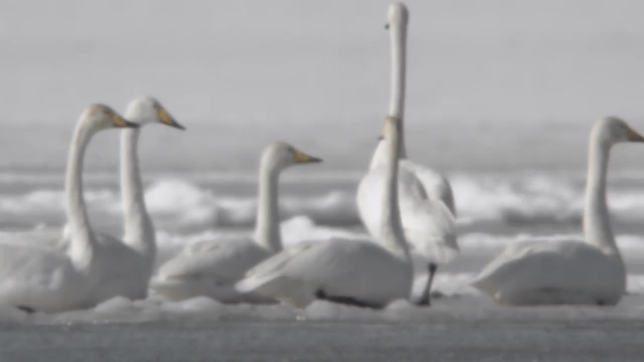 大天鹅(Cygnus Cygnus)坐在冰冻的湖面上/韩国京畿道安山市檀园区视频素材