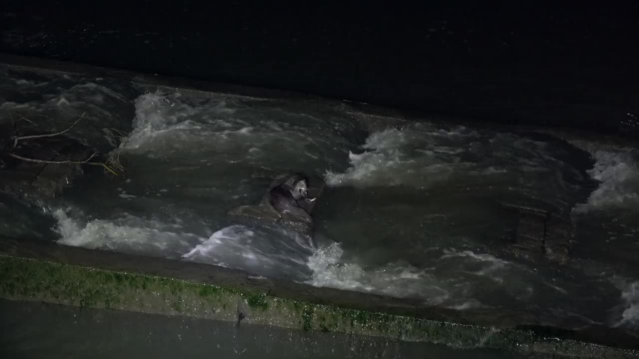 水獭(水獭科)正在拿走饲料/韩国京畿道安山市檀园区视频素材