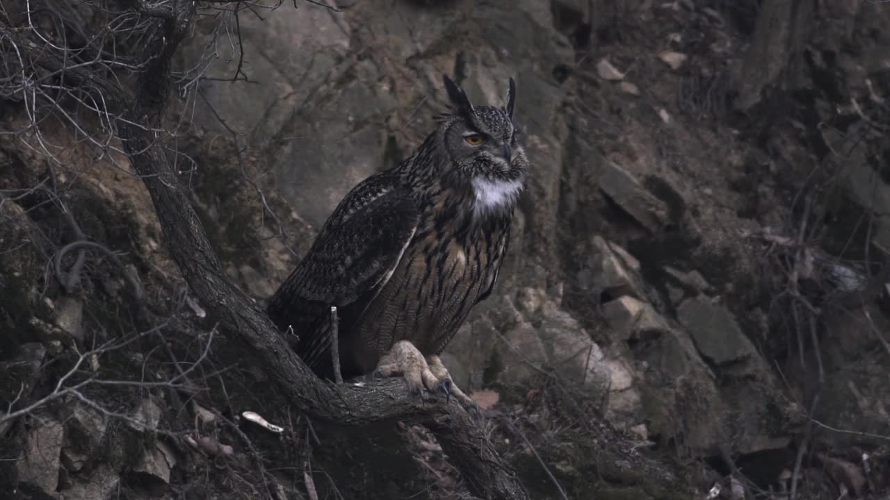 哭泣的欧亚鹰鸮(Bubo Bubo)坐在树枝上/韩国京畿道安山市檀园区视频素材