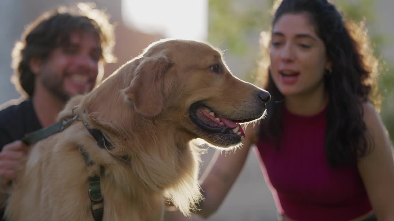 金毛猎犬与一男一女在阳光下的公园外。一对夫妇在阳光明媚的日子里享受夏日周末活动视频素材