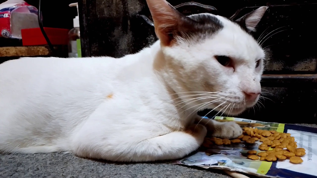 一只可爱的猫咪正悠闲地坐着，吃着用纸包着的干粮。视频下载