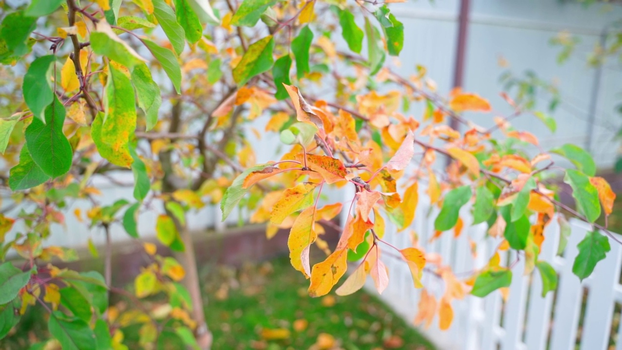 初秋，花园里树叶泛黄，特写。平滑的摄像机移动视频素材