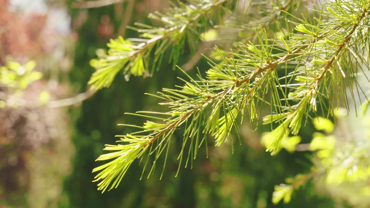 森林针叶树长出新的针叶视频素材