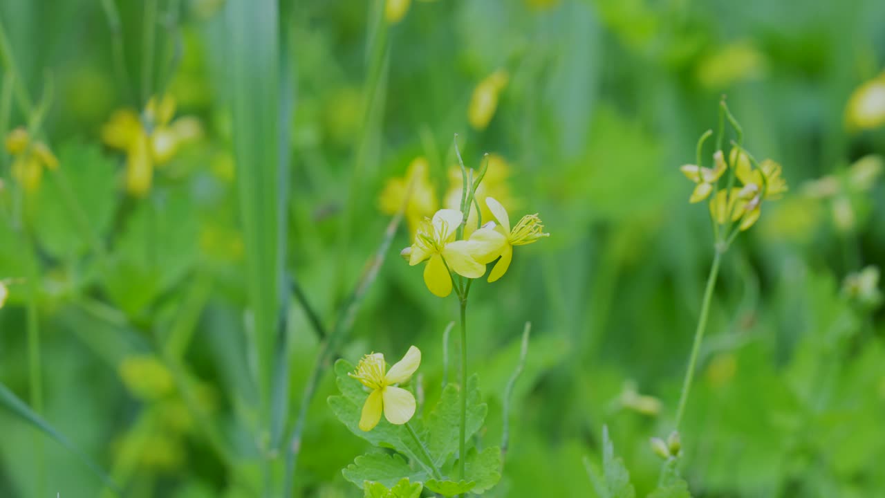 白屈菜，俗称白屈菜视频素材