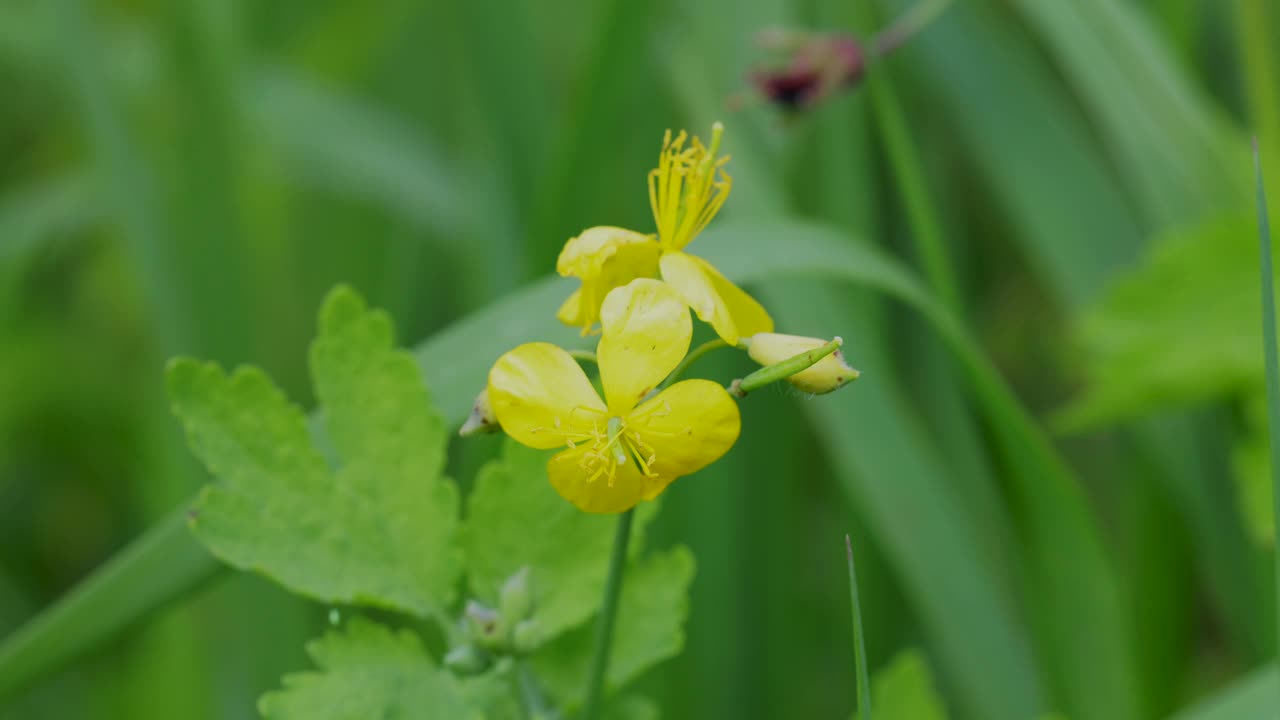 白屈菜，俗称白屈菜视频素材