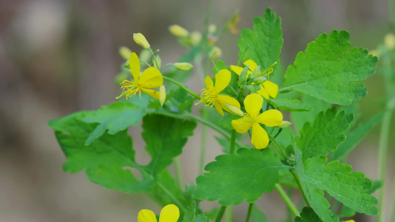 白屈菜，俗称白屈菜视频素材