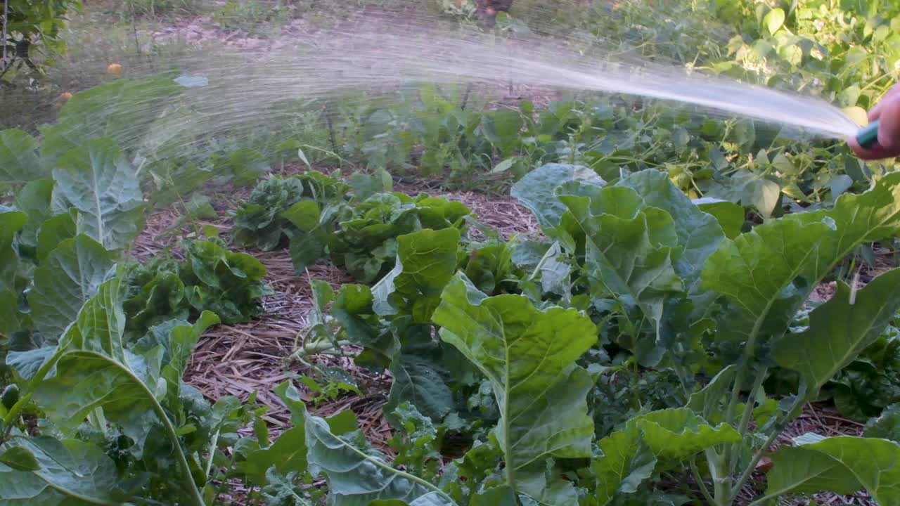 用水管给生菜浇水视频素材