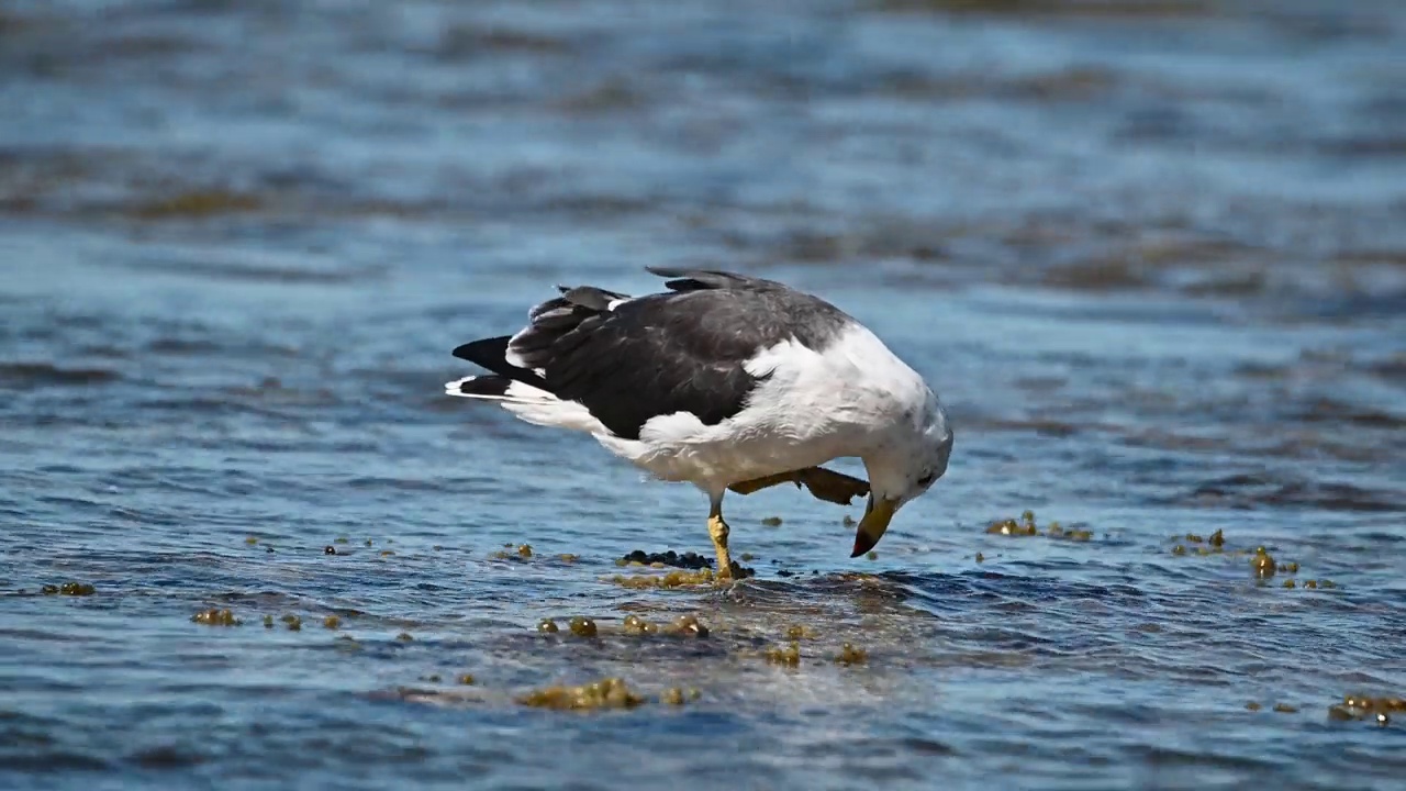 太平洋鸥(Larus pacificus)视频素材