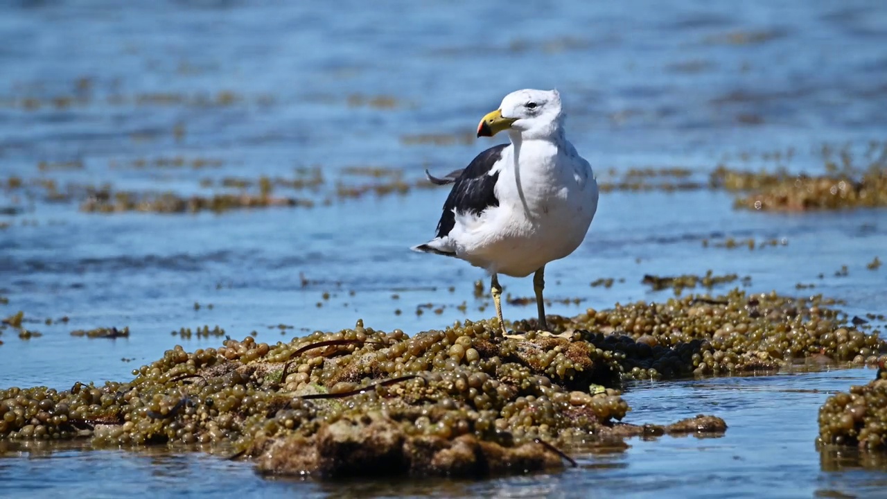 太平洋鸥(Larus pacificus)视频素材