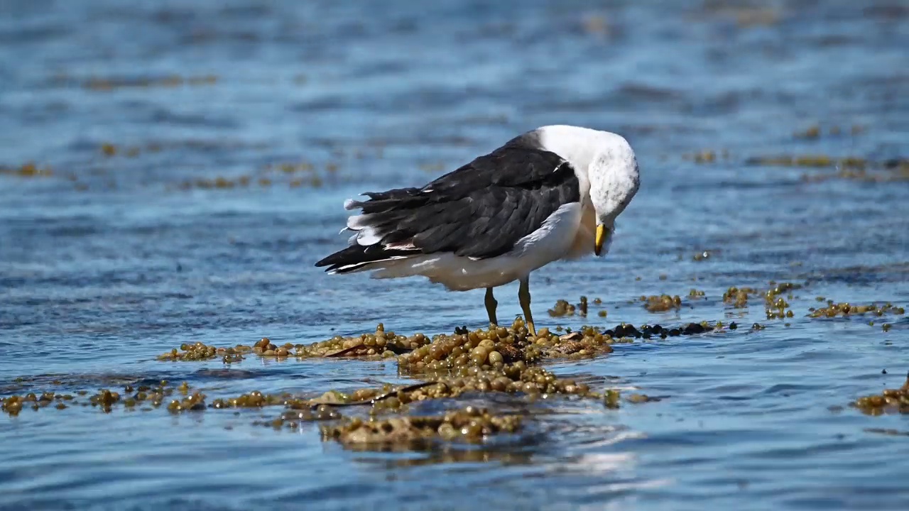 太平洋鸥(Larus pacificus)视频素材