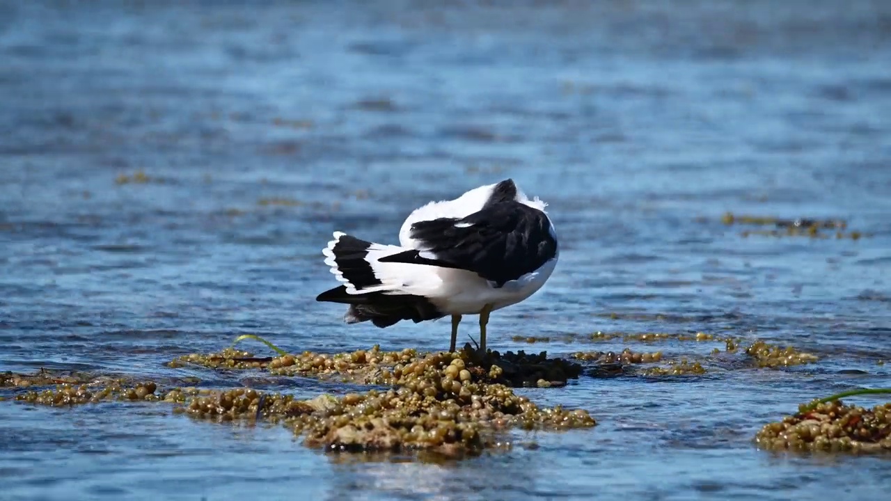 太平洋鸥(Larus pacificus)视频素材