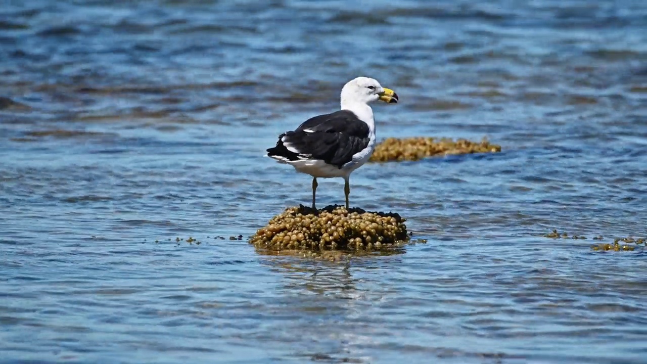 太平洋鸥(Larus pacificus)视频素材