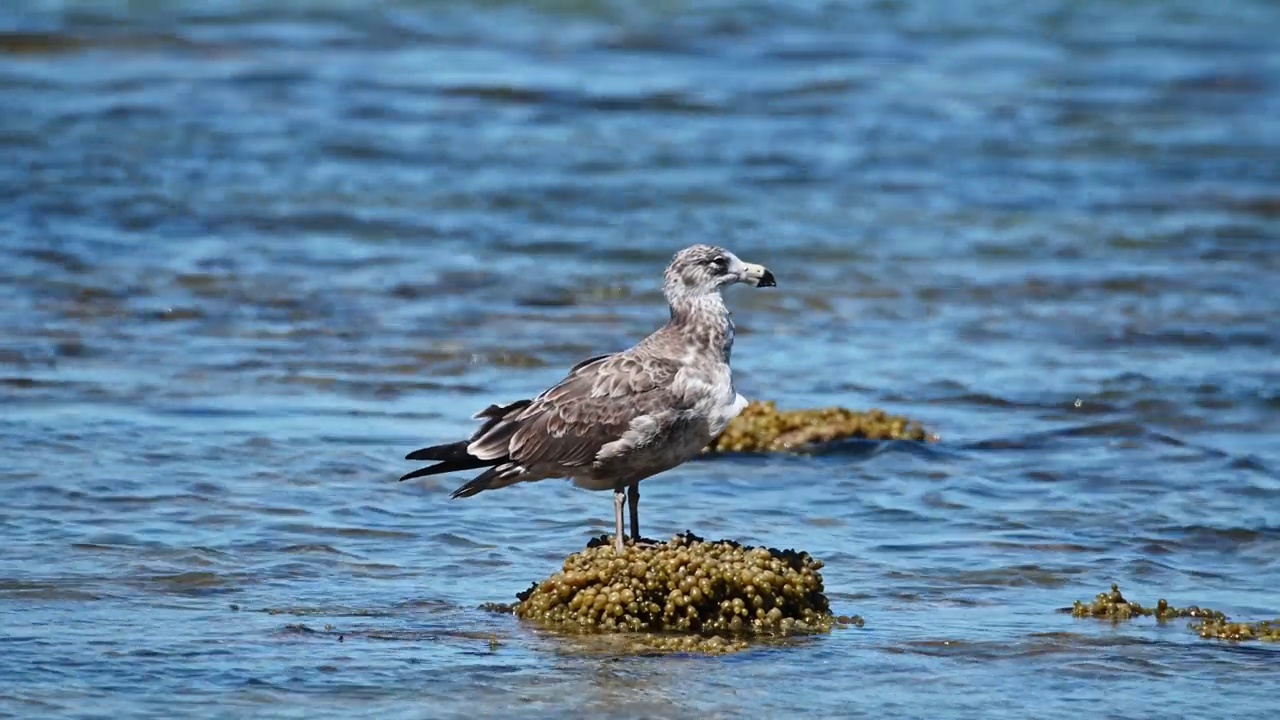 太平洋鸥(Larus pacificus)视频素材