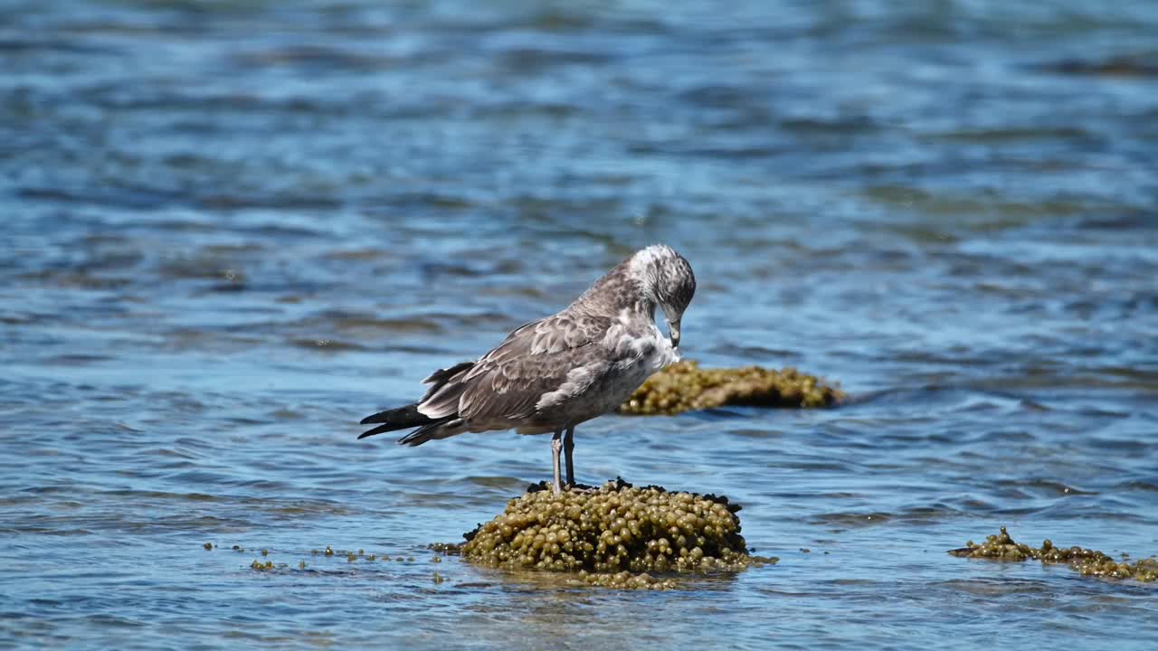 太平洋鸥(Larus pacificus)视频素材