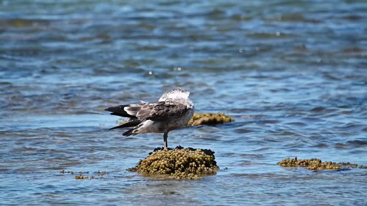 太平洋鸥(Larus pacificus)视频素材