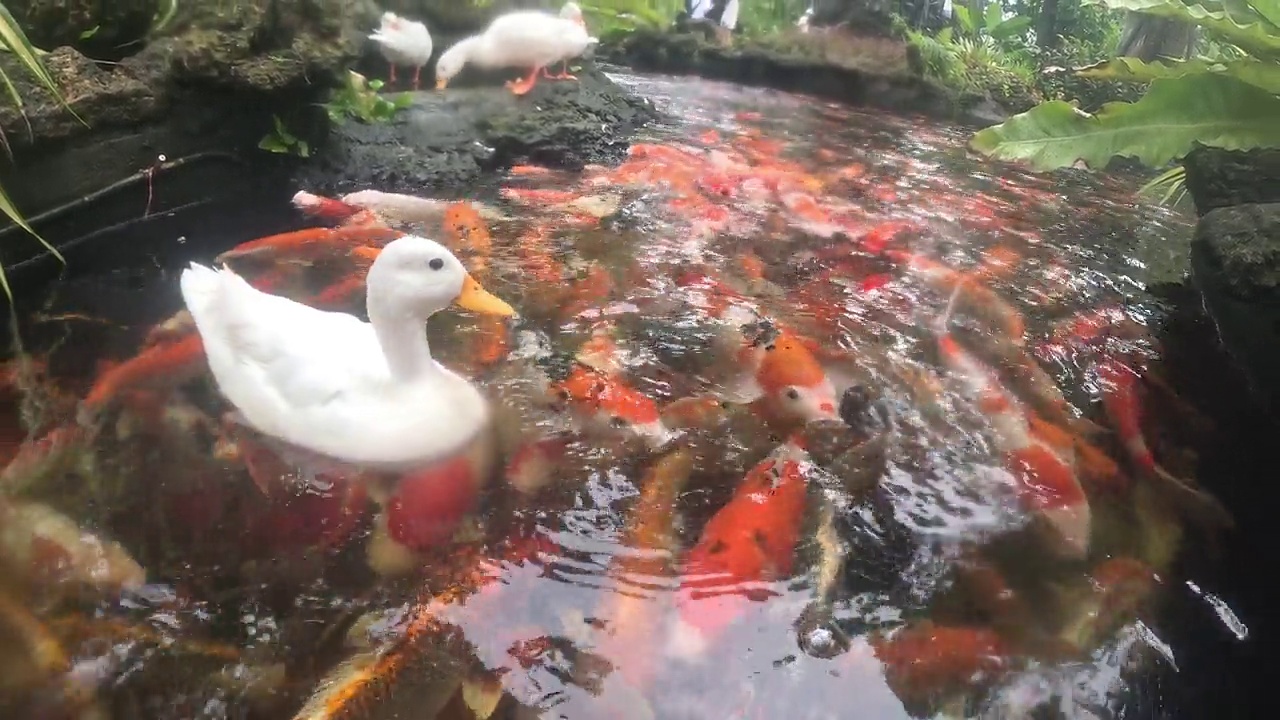 花式鲤鱼或锦鲤。视频素材