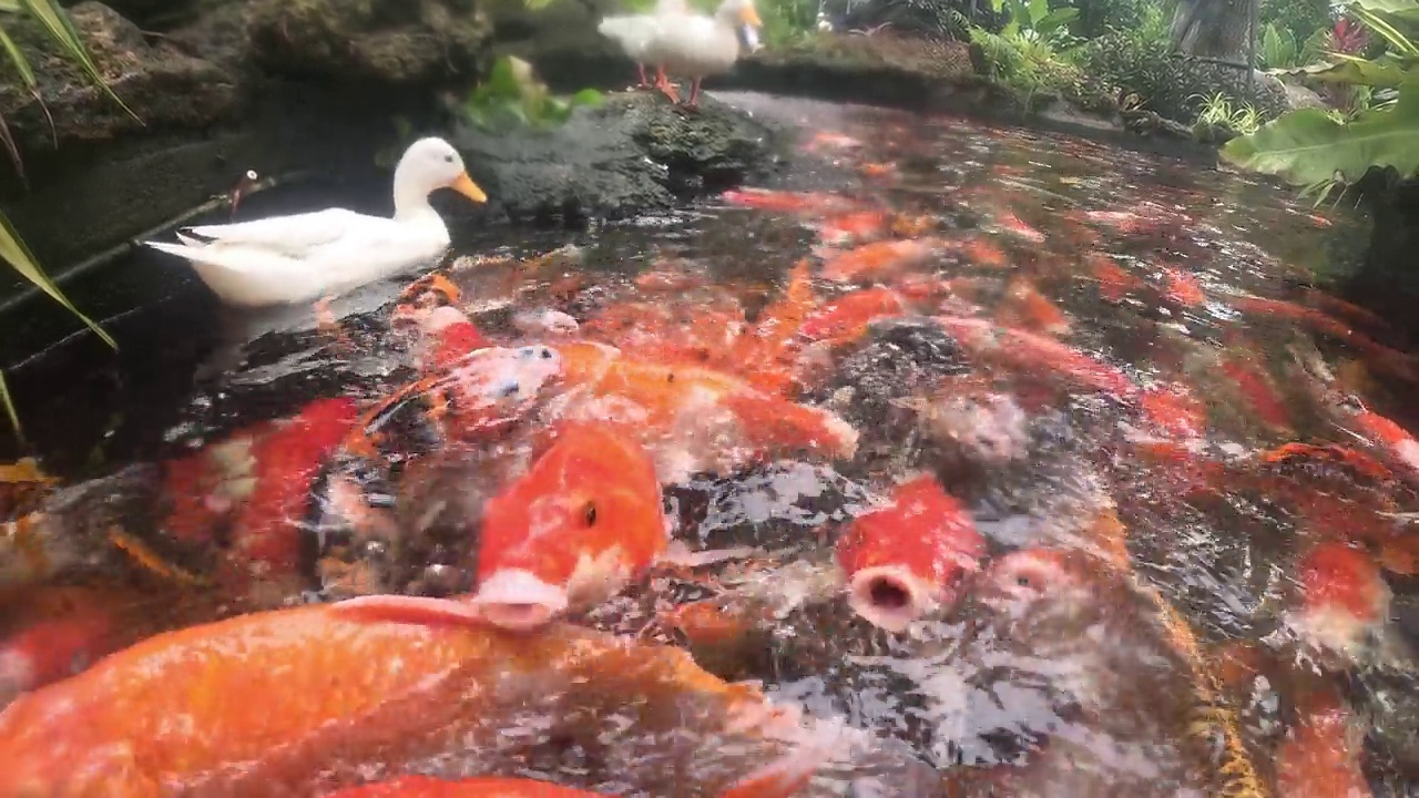 花式鲤鱼或锦鲤。视频素材