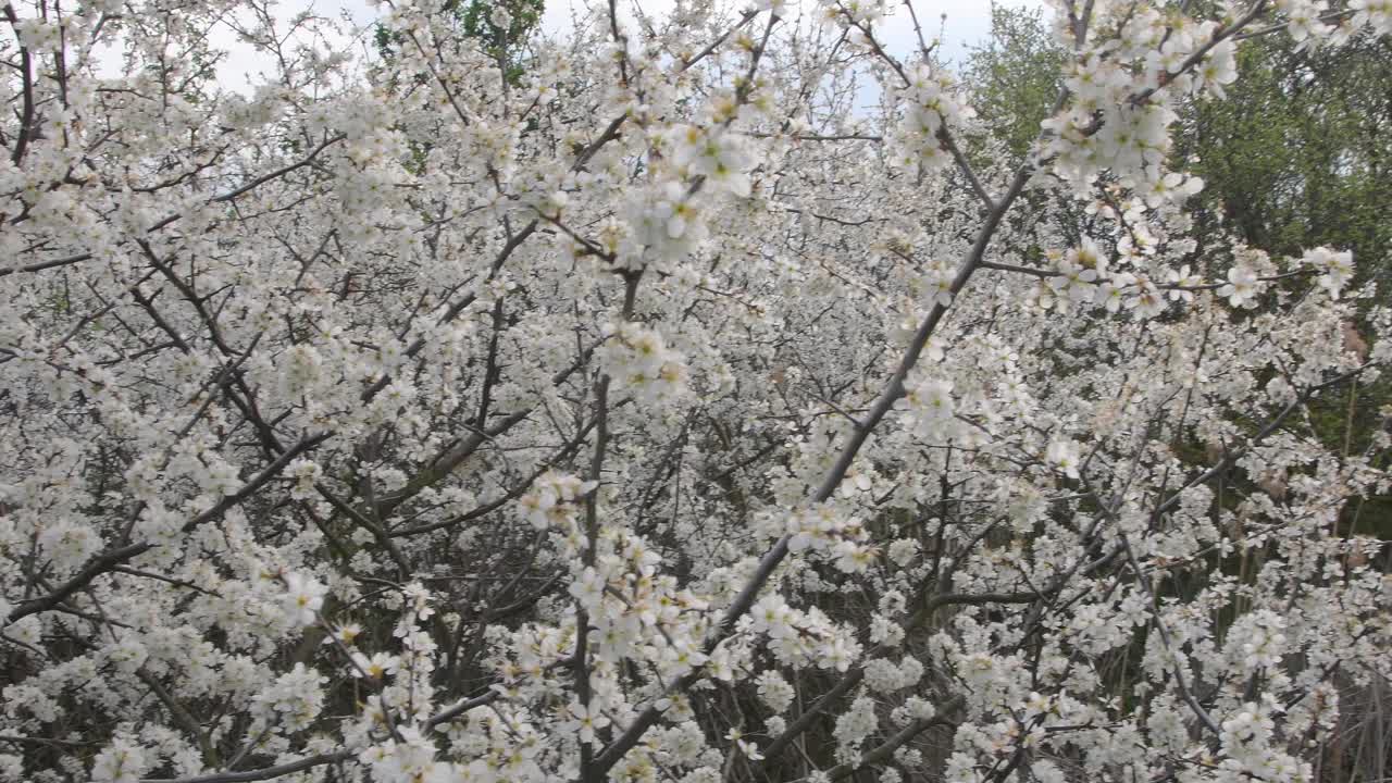 一丛盛开的白花。春天的大自然充满了开花的树木。视频素材