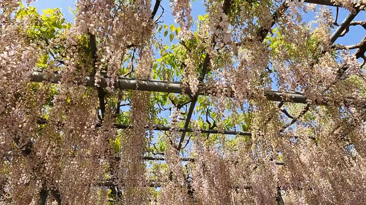 足利花卉公园的粉红色紫藤花视频素材