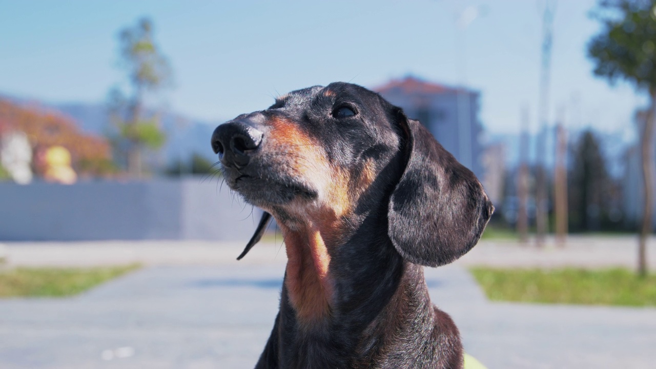 腊肠犬站在空旷的街道上四处张望，汪汪叫着视频素材