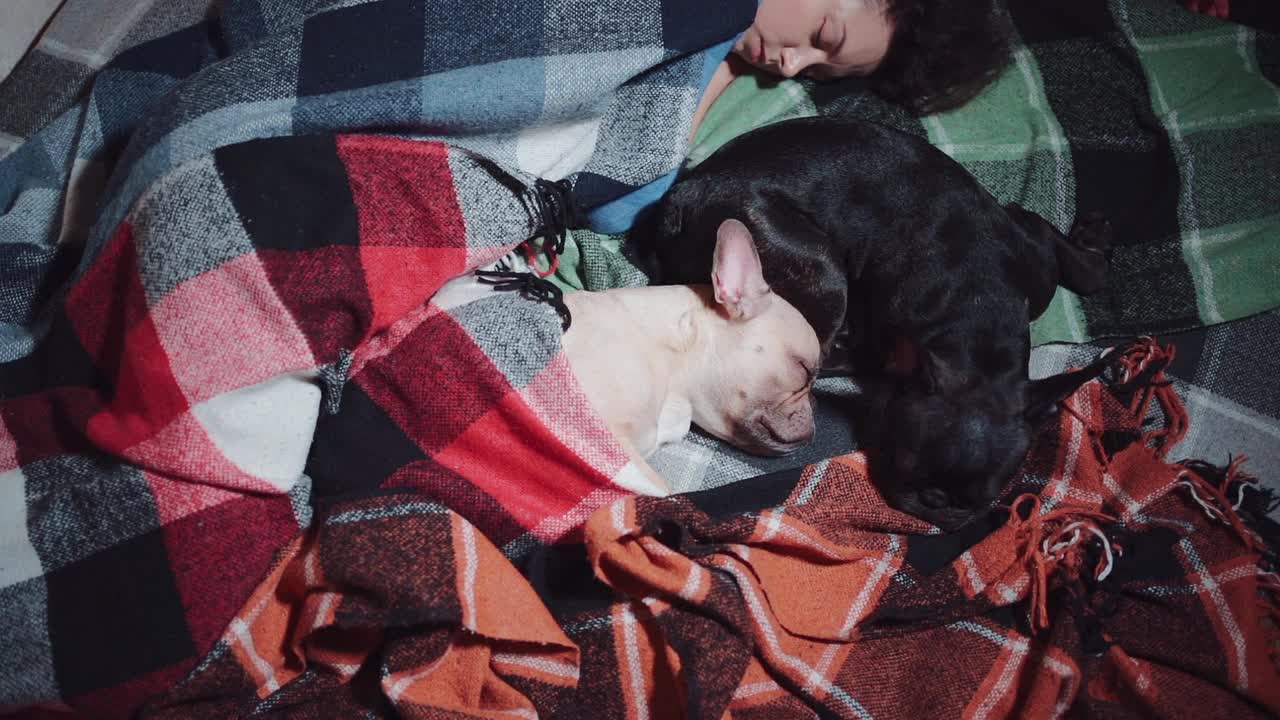 一位女士和一对可爱的法国斗牛犬在家里用格子布睡在床上视频素材