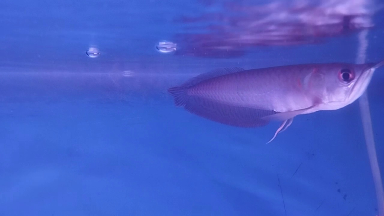 水族馆里的Arwana鱼视频素材