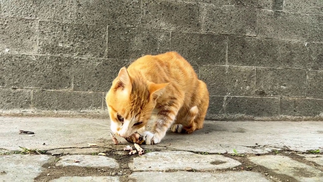 猫吃鸡视频素材