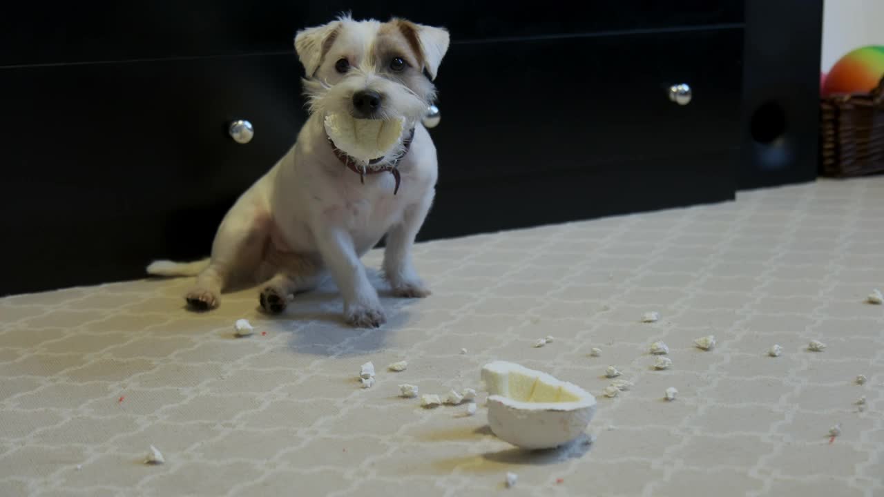 家犬杰克罗素梗的特写，撕毁了家里地毯上的玩具。坏狗概念照片。视频素材