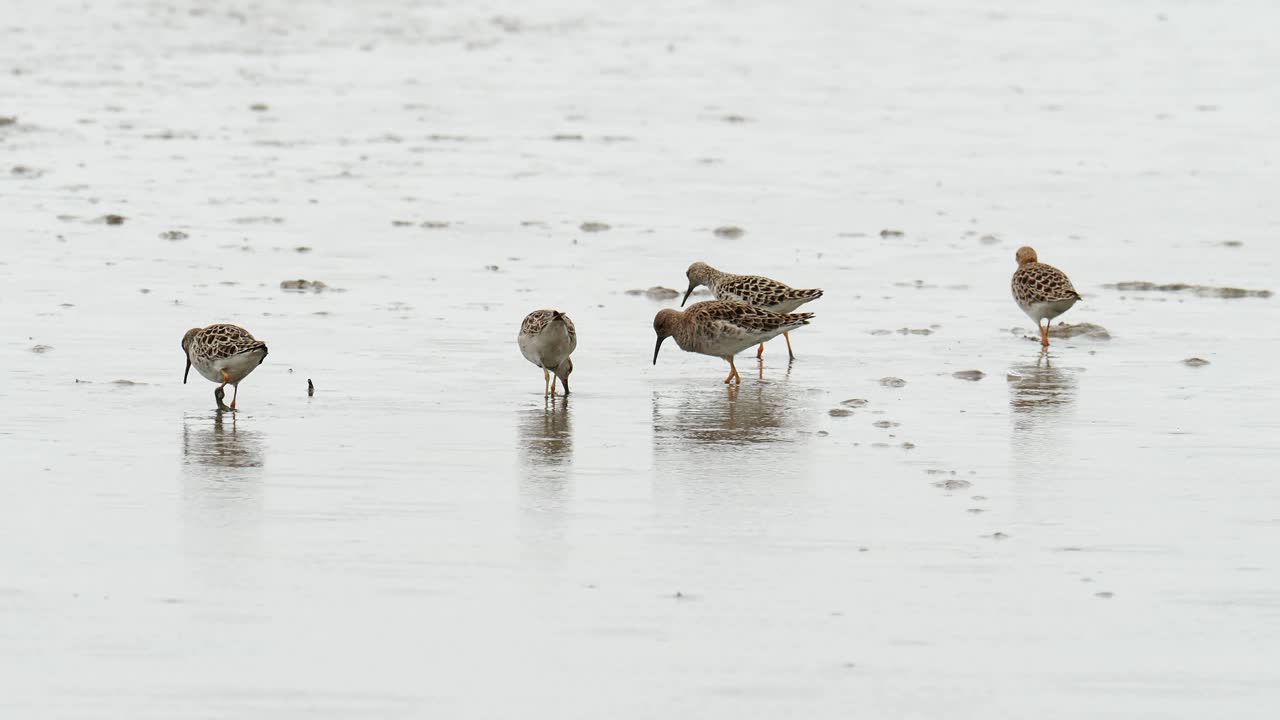 Ruff, Calidris pugnax在英国诺福克郡clay的自然保护区。视频素材