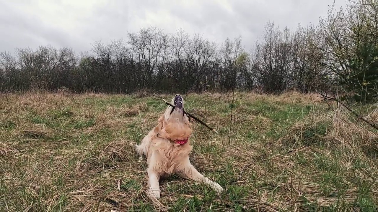 在户外玩耍的金毛猎犬视频素材