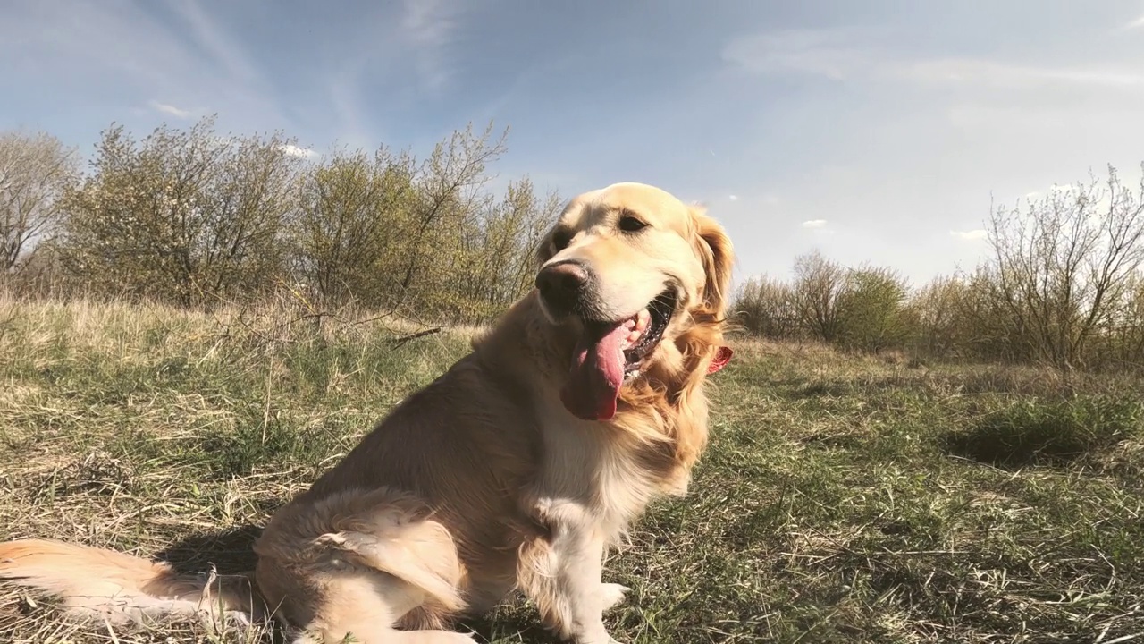 金毛猎犬的肖像视频素材