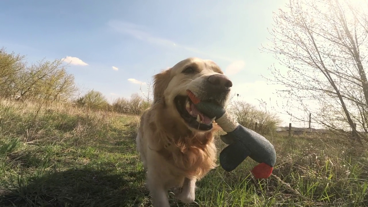 金毛猎犬在玩鸭子玩具视频素材