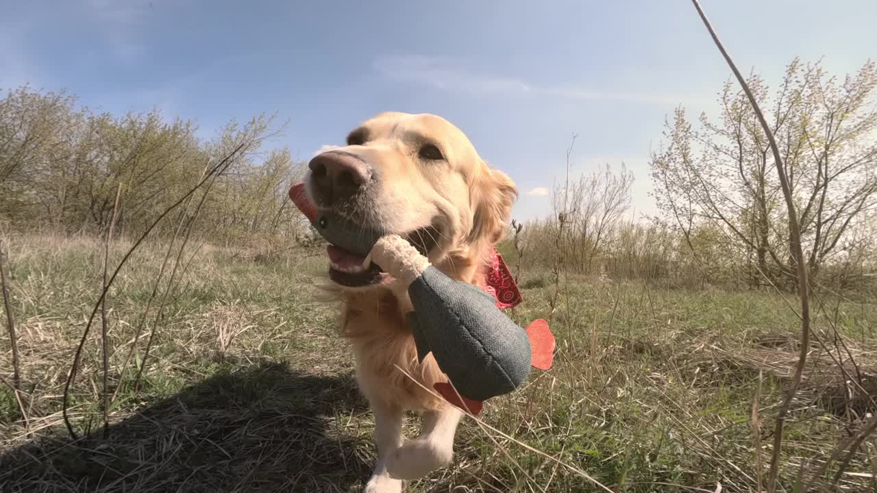 金毛猎犬在玩鸭子玩具视频素材