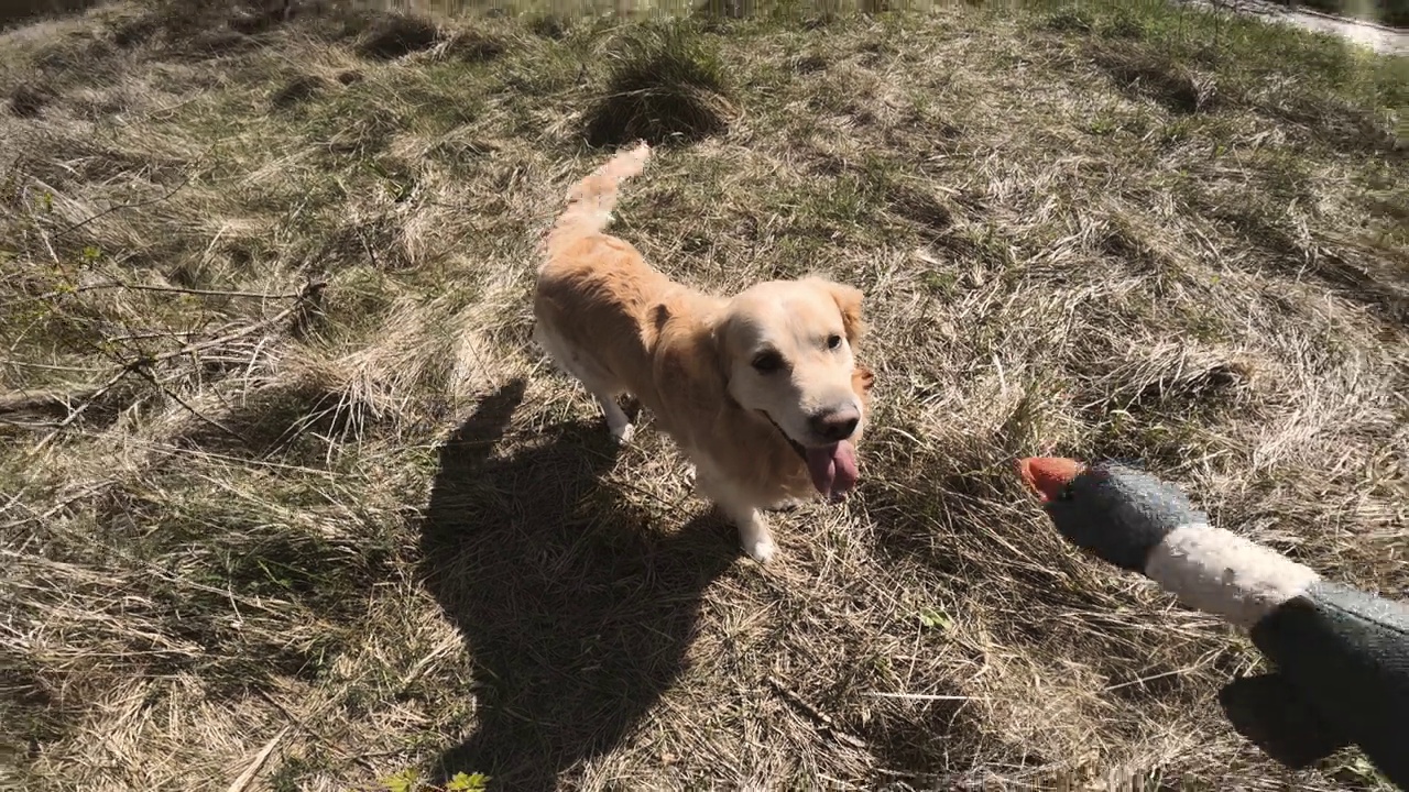 金毛猎犬和鸭子玩耍视频素材