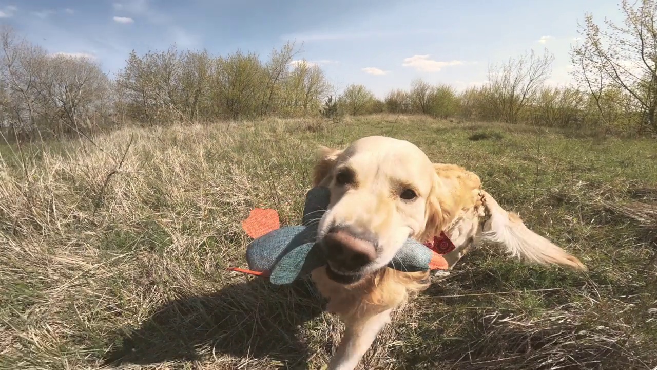 金毛猎犬在玩鸭子玩具视频素材