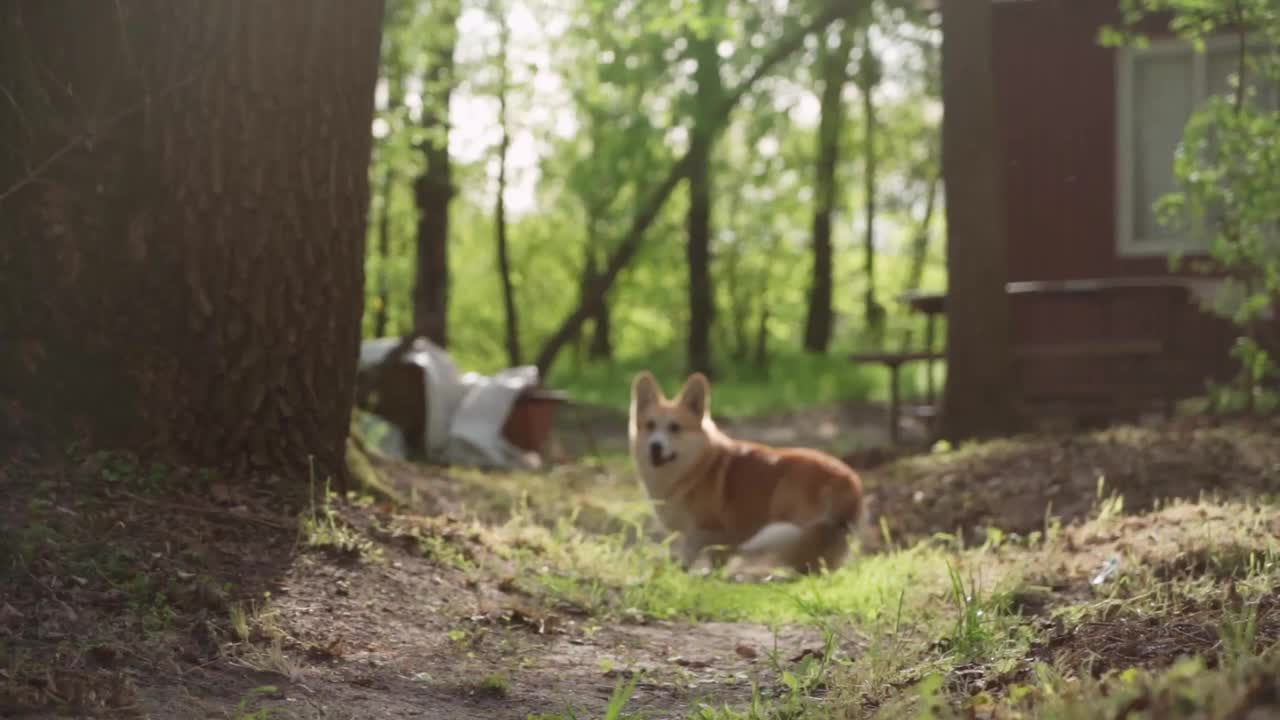 一只欢快的红色柯基犬，背景是树木。日落视频素材