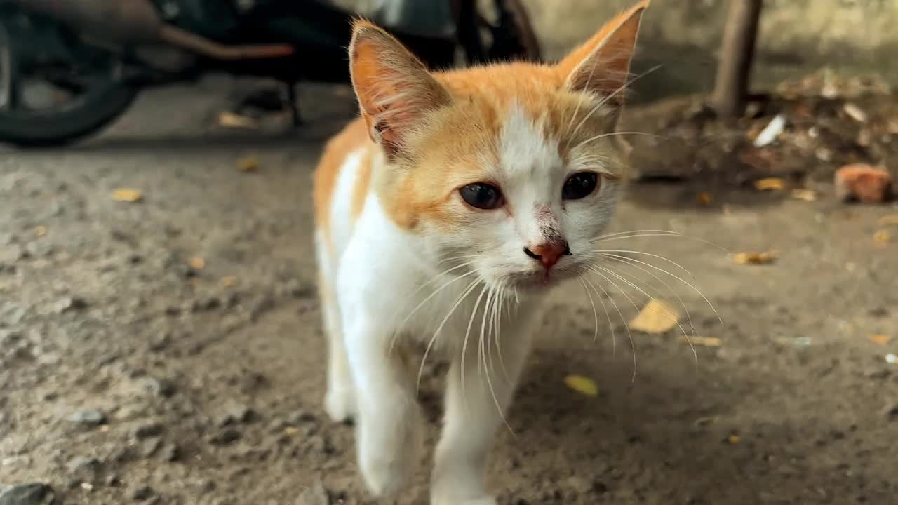 走路的猫看着相机视频素材