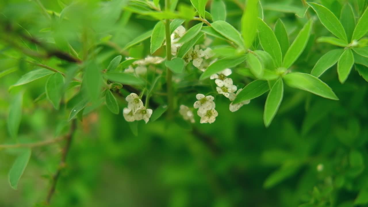 春天盛开的绣线菊枝上挂着白色的小花旗。花园里的花丛衬着绿叶。优质视频壁纸，旅游博客，杂志，数字广告牌。生物生态广告视频素材