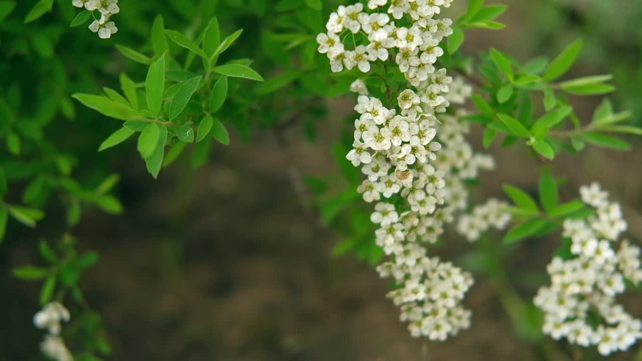 春天盛开的绣线菊枝上挂着白色的小花旗。花园里的花丛衬着绿叶。优质视频壁纸，旅游博客，杂志，数字广告牌。生物生态广告视频素材