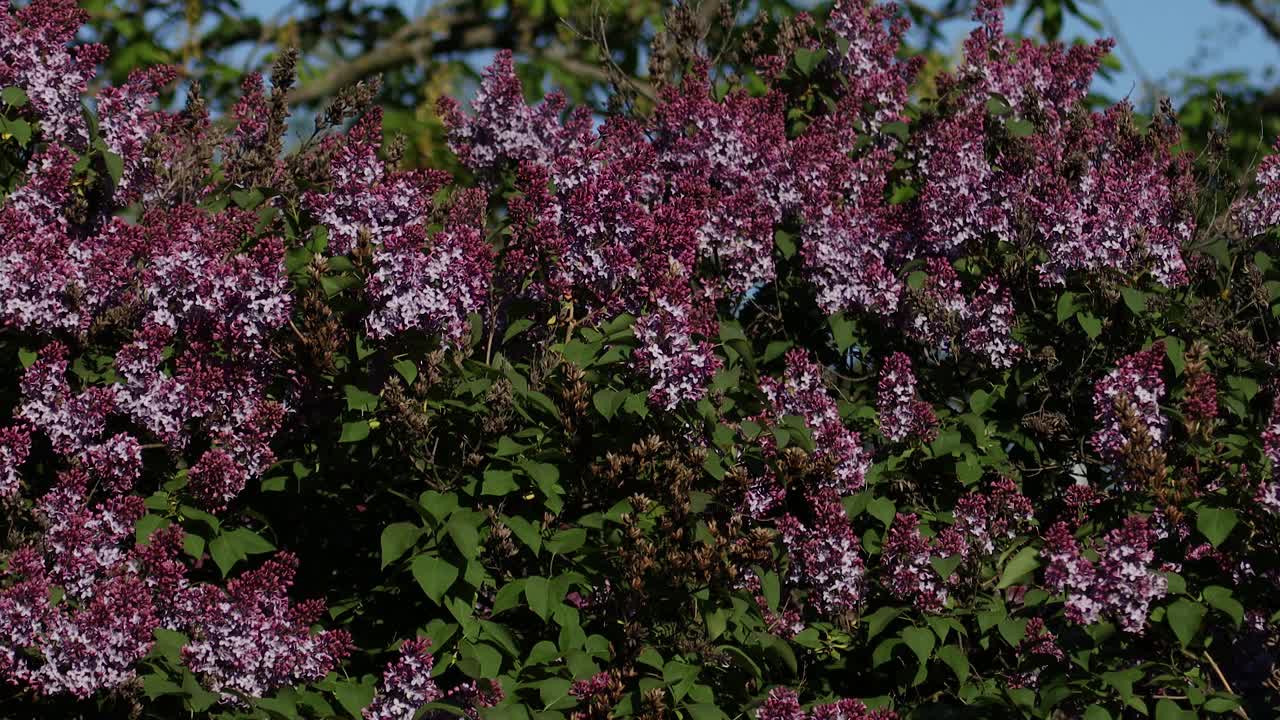 丁香在春天开花。丁香花和绿叶在风中摇曳。傍晚的阳光照亮了美丽的紫丁香树。视频素材