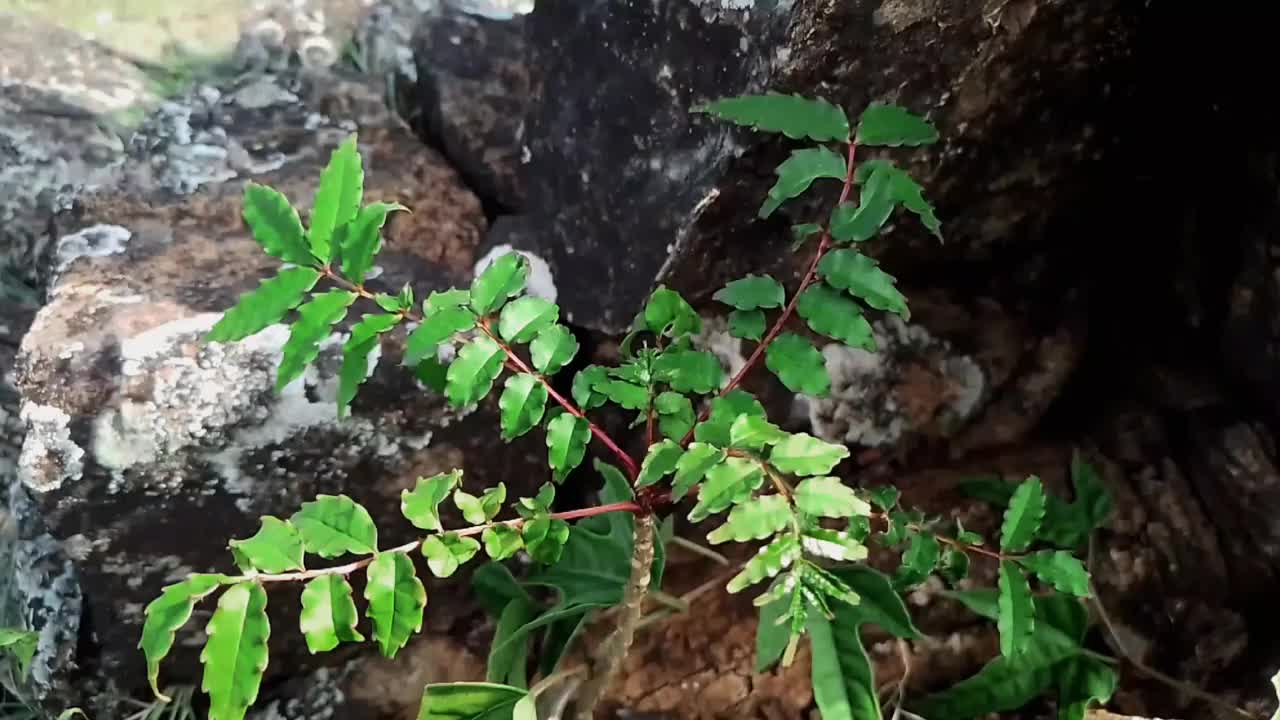 石头上一种不知名的野生植物被风吹动了。高视角，特写。视频下载