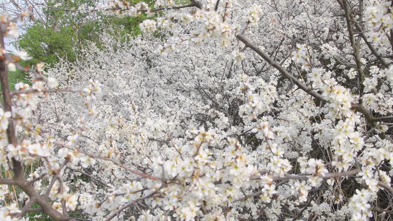 一种开满白花的野生灌木。春天的大自然充满了开花的树木。视频素材