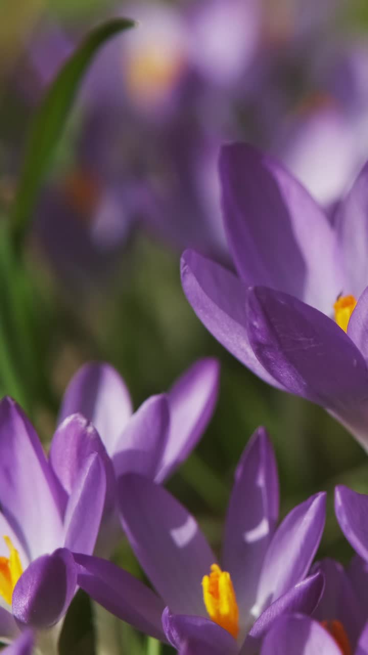 春花开花的番红花视频素材