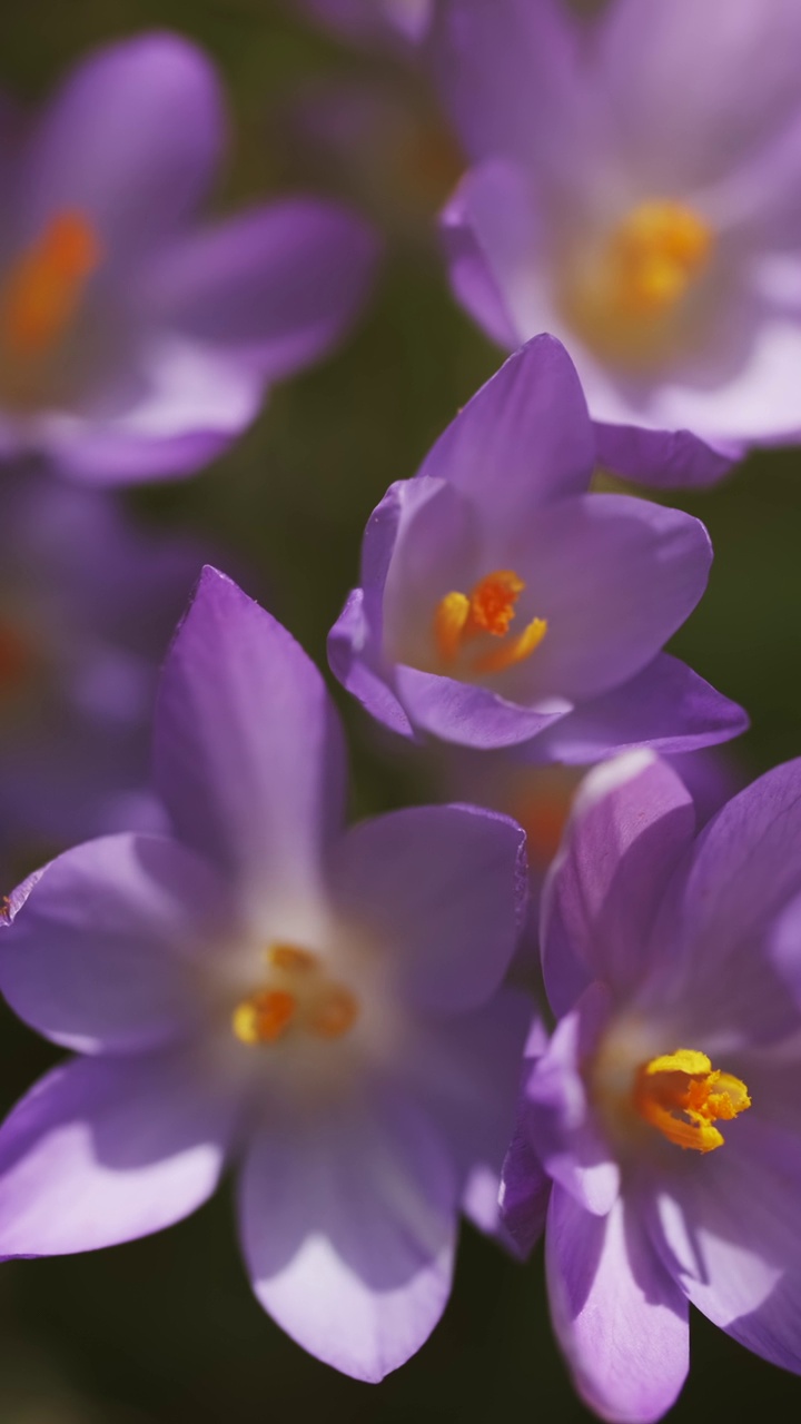 春花开花的番红花视频素材